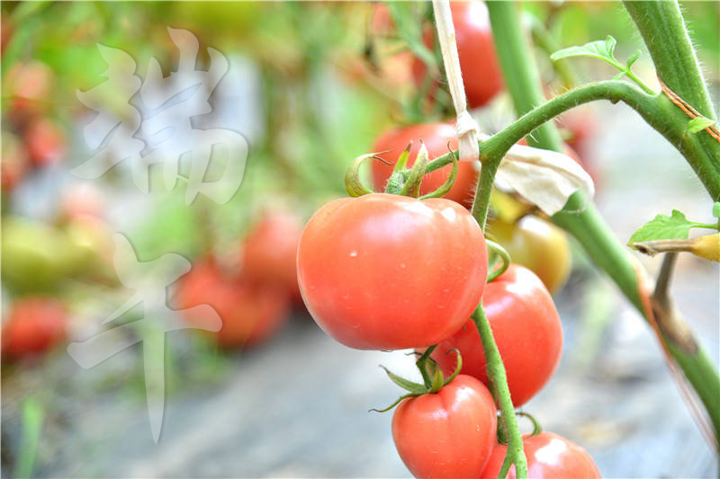 端午采摘季 導航健康行